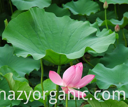 Pure Natural Nuciferine 2% 5% nelumbo nucifera Fresh Lotus Leaf Extract Powder